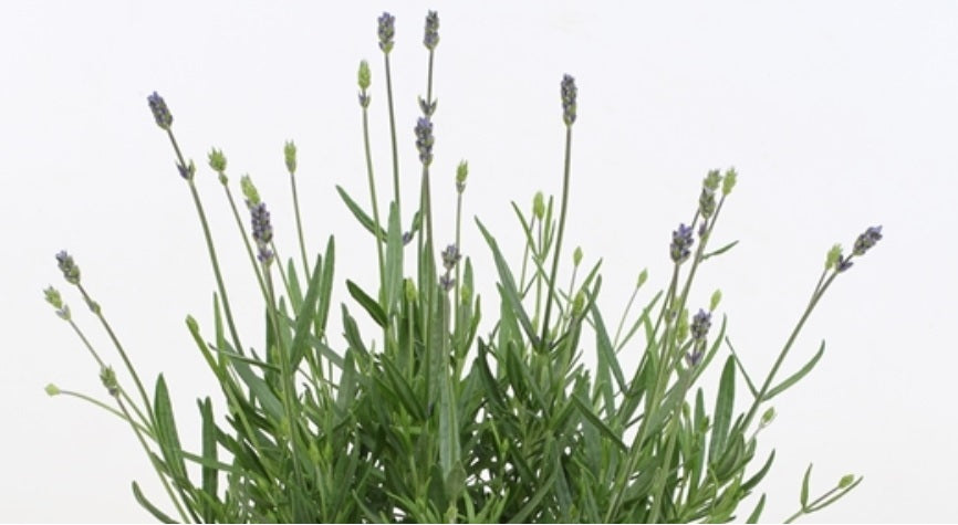 A Guide to Growing Herbs