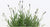A Guide to Growing Herbs