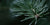 Arucaria Heterophylla Norfolk Island Pine – alternative Cristmas tree