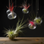 The Fascinating World of Air Plants: An In-Depth Guide to Tillandsias