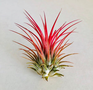 Tillandsia Ionantha red - air plant - Cambridge Bee