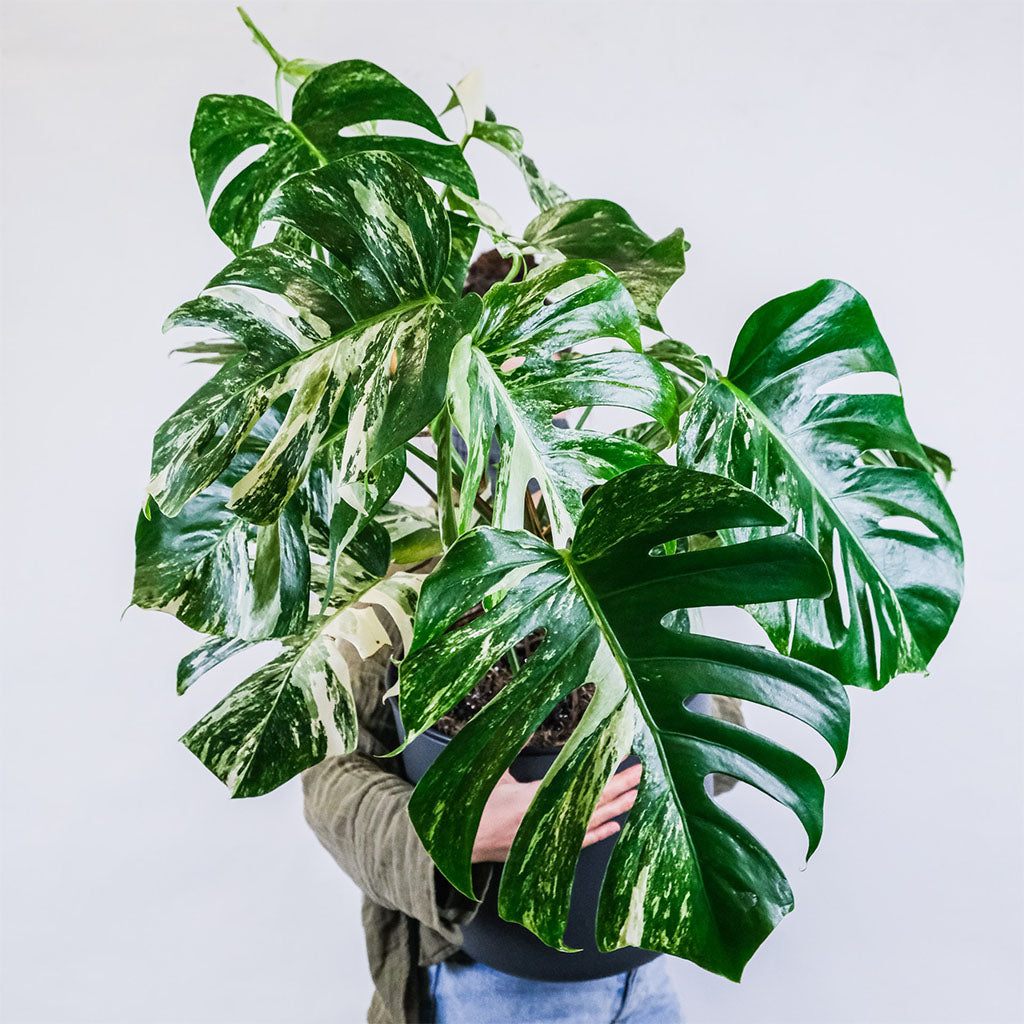 Large variegated monstera Deliciosa 