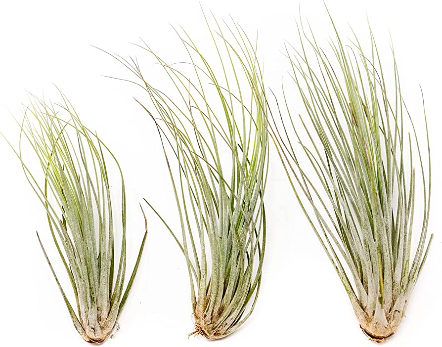 Tillandsia Juncea - air plant - Cambridge Bee