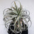 Tillandsia xerographica air pant