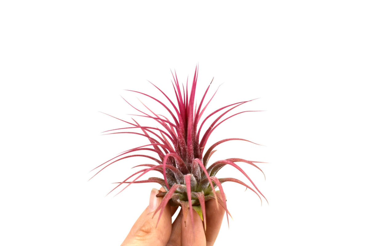 Tillandsia Ionantha red - air plant - Cambridge Bee