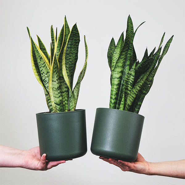 Thought plants to kill Sansevieria