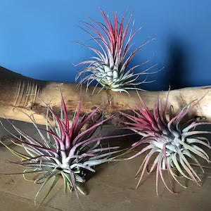Tillandsia Ionantha red - air plant - Cambridge Bee