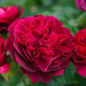 David Austin DARCEY BUSSELL  - English garden rose bush in 3ltr pot - Cambridge Bee