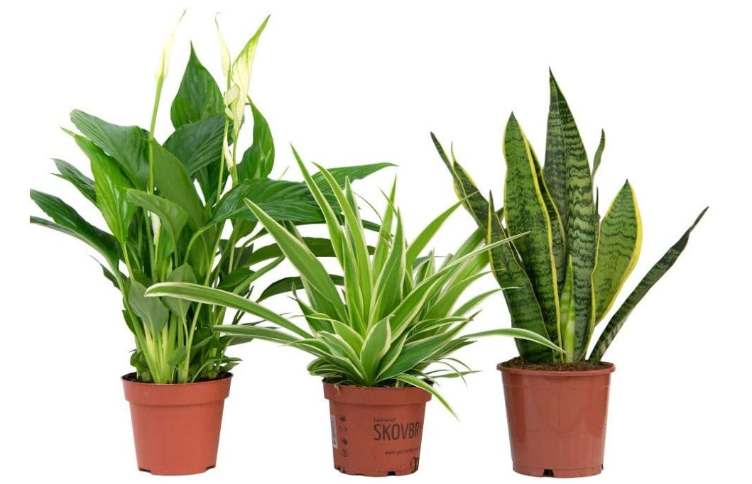 Air Purifying Plant Collection 3 Indoor House Plants Snake Plant, Peace Lily, Spider Plant, Perfect for Cleaning Air at Home in Office, 3X 12cm Pots - Cambridge Bee