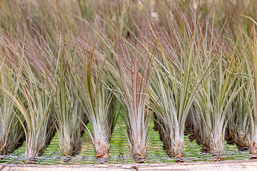 Tillandsia Juncea - air plant - Cambridge Bee