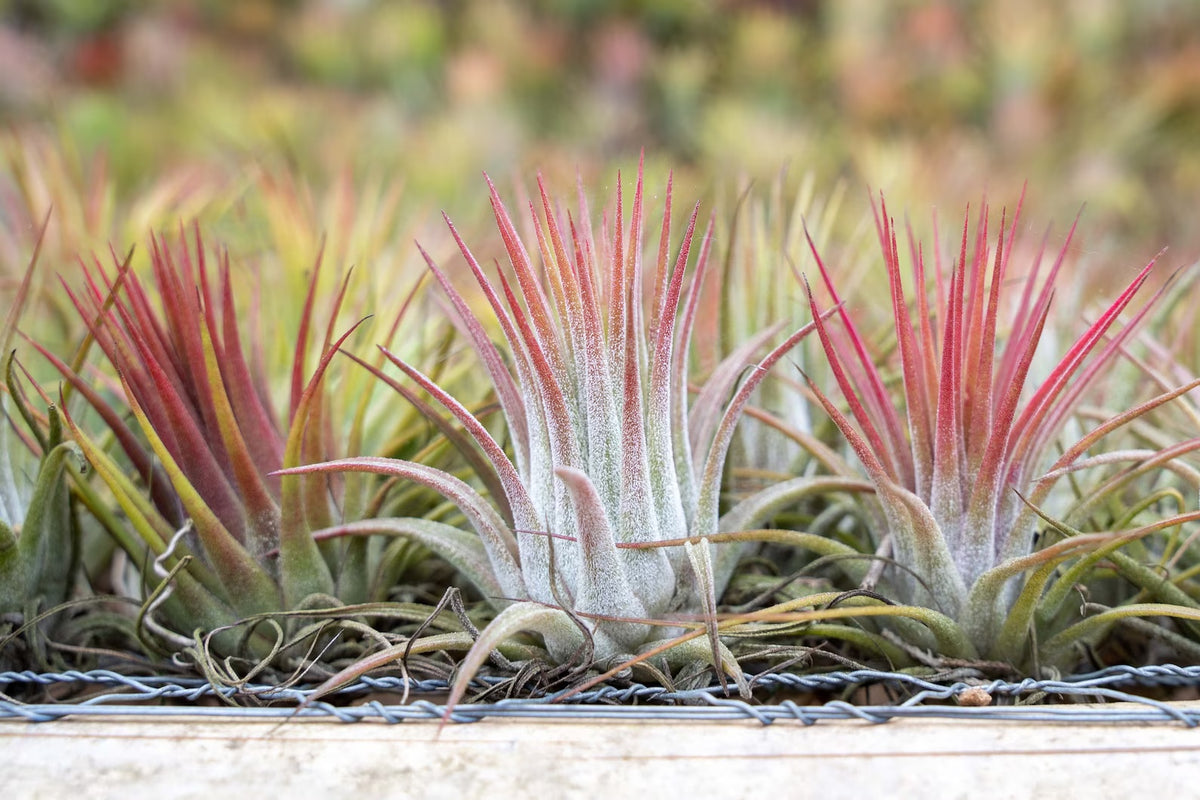 Tillandsia Ionantha red - air plant - Cambridge Bee