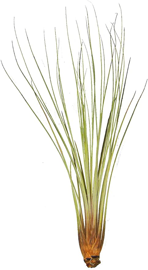 Tillandsia Juncea - air plant - Cambridge Bee
