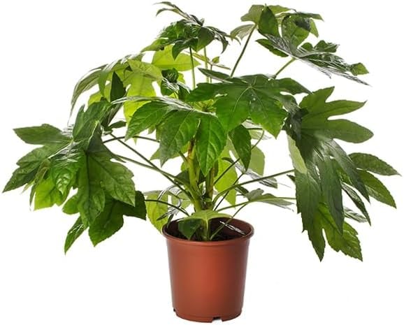 castor oil plant indoor Fatsia Japonica | Castor Oil Plant