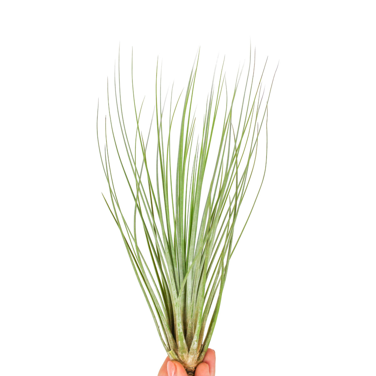 Tillandsia Juncea - air plant - Cambridge Bee