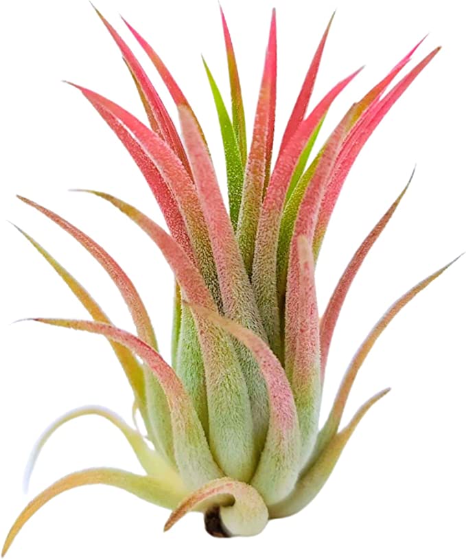 Tillandsia Ionantha red - air plant - Cambridge Bee