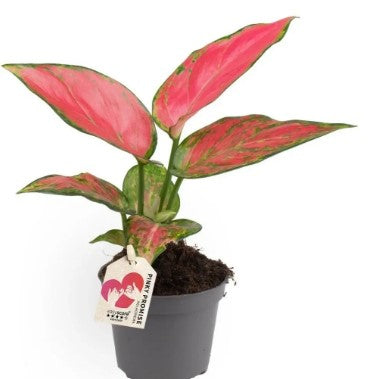 Aglaonema Pink - Chinese Evergreen - Cambridge Bee Aglaonema Pink - Chinese Evergreen - Cambridge Bee