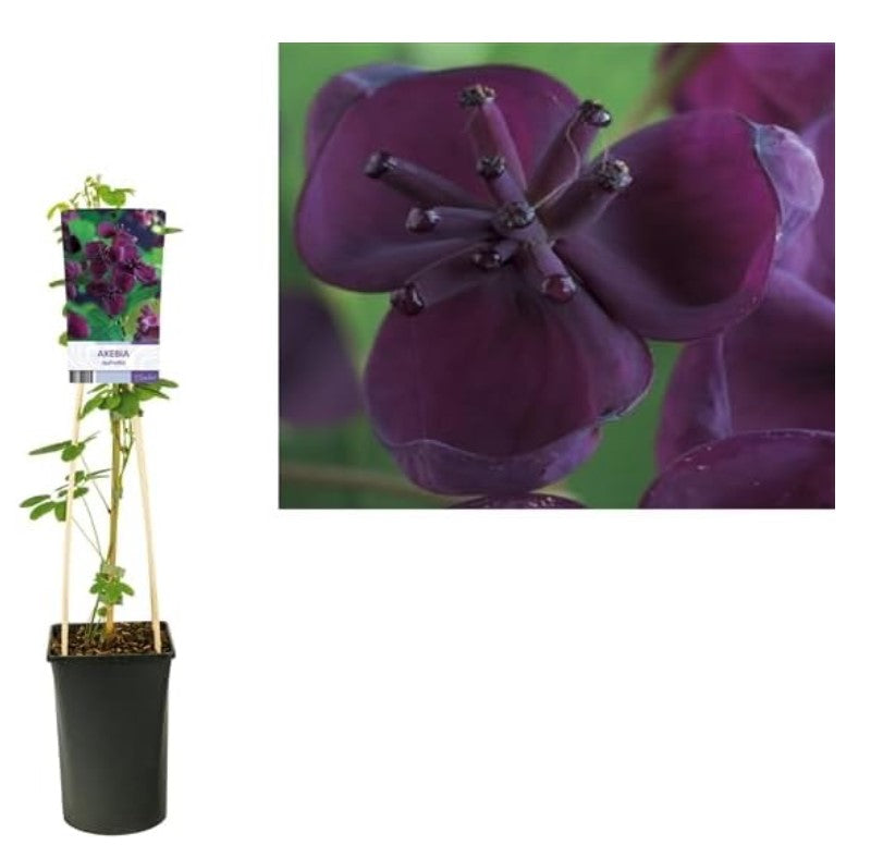 Akebia Quinata - Chocolate Vine plant - Flowering fragrant Climber - winter hardy Garden Plant - Easy to Grow - 3L pot cm pot 75 cm height - Cambridge Bee