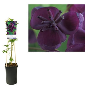 Akebia Quinata - Chocolate Vine plant - Flowering fragrant Climber - winter hardy Garden Plant - Easy to Grow - 3L pot cm pot 75 cm height - Cambridge Bee