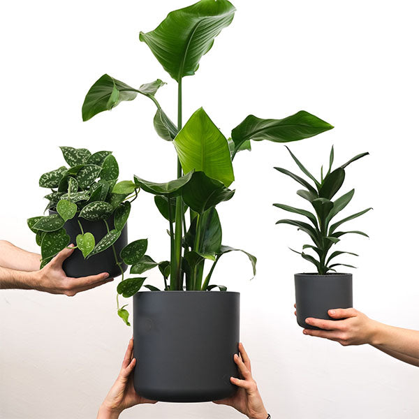 Easy care plants Scindapsus dracaena bird of paradise 