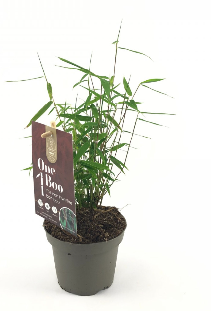 Red Dragon Bamboo or Dragon's Head Bamboo - Live Clumping Bamboo Plant - Cold-Hardy & Drought-Tolerant - 10cm pot 25 cm tall - Cambridge Bee