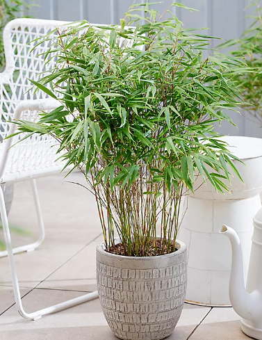 Red Dragon Bamboo or Dragon's Head Bamboo - Live Clumping Bamboo Plant - Cold-Hardy & Drought-Tolerant - 10cm pot 25 cm tall - Cambridge Bee