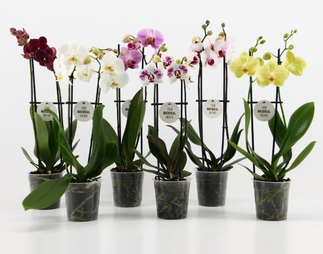 Phalaenopsis Orchid Mixed colours 2br Plant real orchid in 12 cm pot 50 cm - Cambridge Bee