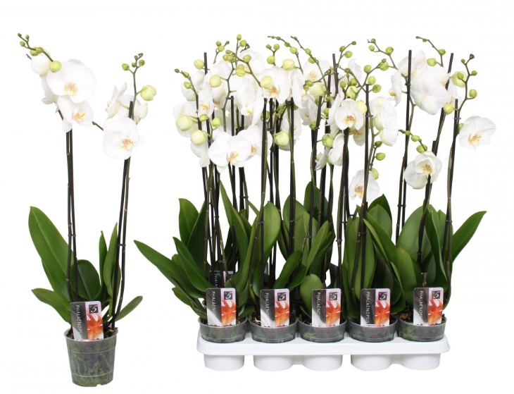 Phalaenopsis Orchid White  2br Plant real orchid in 12 cm pot 60 cm - Cambridge Bee