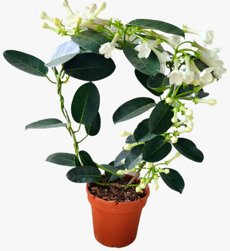 Stephanotis Floribunda - Madagascar Jasmine
