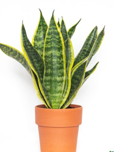 Sansevieria Laurentii - easy care, shade tolerant plant
