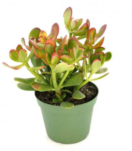 succulent cambridge Crassula ovata Sunset - Jade Plant