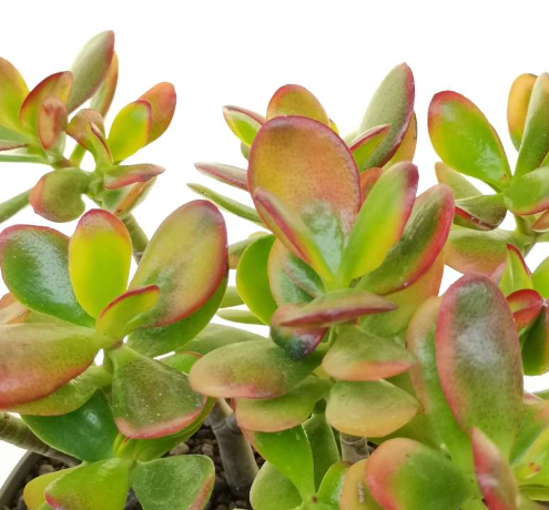 succulents cambridge Crassula ovata Sunset - Jade Plant