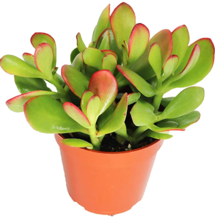 succulents cambridge Crassula ovata Sunset - Jade Plant