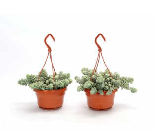 Sedum Burrito in hanging pot ⌀15cm - Cambridge Bee