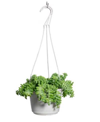 Sedum Burrito in hanging pot ⌀15cm - Cambridge Bee