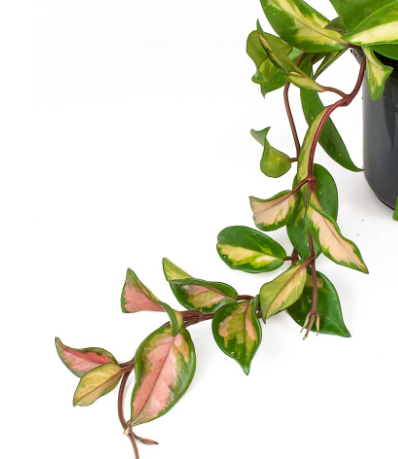 Hoya Carnosa Princess Tricolor in 9 cm pot - Cambridge Bee