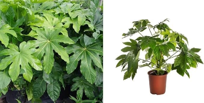 indoor castor oil plant Fatsia Japonica | Castor Oil Plant