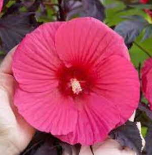 Winter Hardy  Hibiscus Pink Carousel Pink Passion in 17cm pot - 50cm tall garden plant - Cambridge Bee