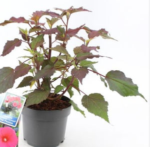Winter Hardy  Hibiscus Pink Carousel Pink Passion in 17cm pot - 50cm tall garden plant - Cambridge Bee