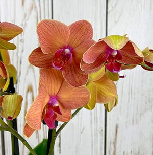 Phalaenopsis Orchid Plants - Orange Blooms -  Variety Surf Song - Cambridge Bee