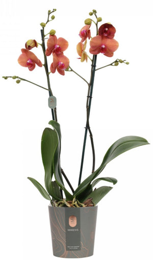 Phalaenopsis Orchid Plants - Orange Blooms -  Variety Surf Song - Cambridge Bee