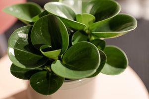 Peperomia Obtusifolia - Cambridge Bee