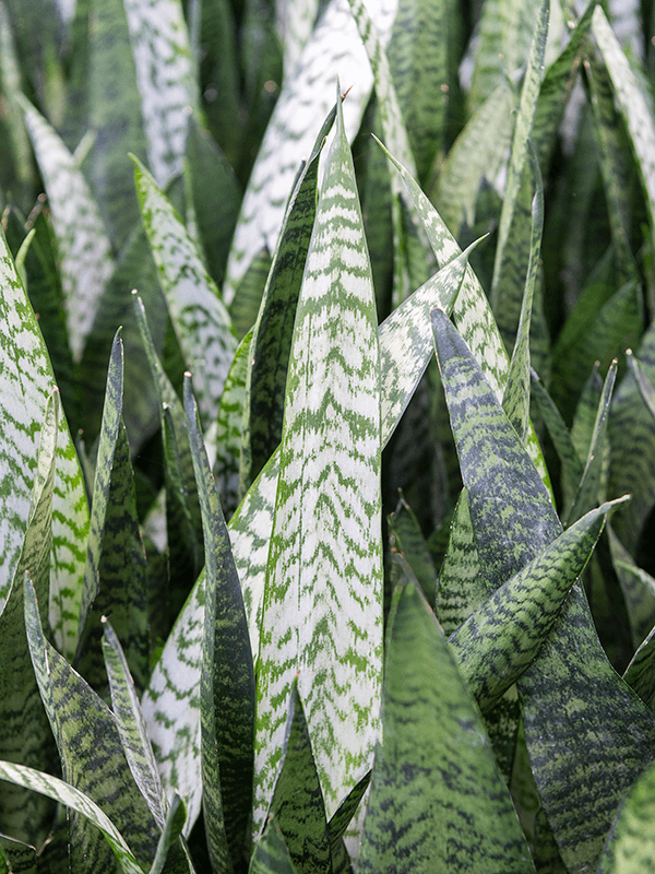dwarf zeylanica snake plant sansevieria Sansevieria Zeylanica - easy care, shade tolerant plant