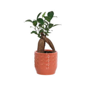 Ficus ginseng ⌀7cm - Cambridge Bee