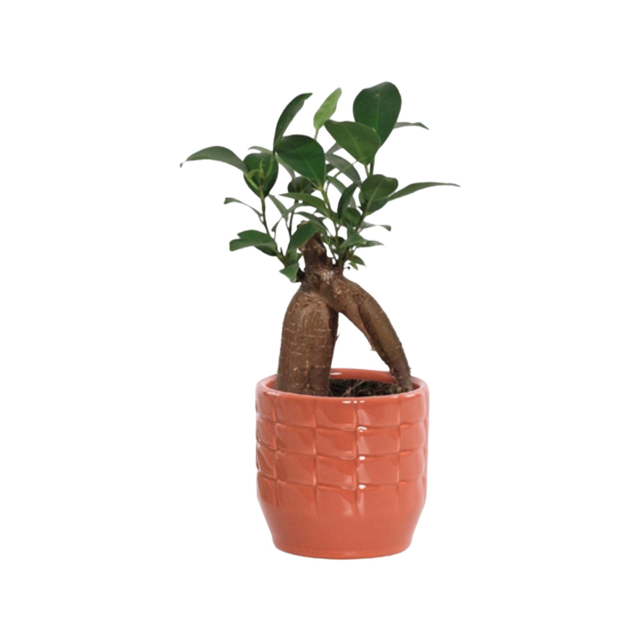 Ficus ginseng - Easy bonsai tree - Cambridge Bee