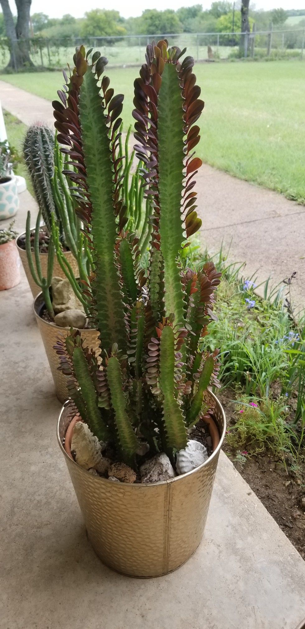 african palm tree succulent Euphorbia trigona rubra - African Milk Tree Succulent ⌀ 17cm ↑ 70cm