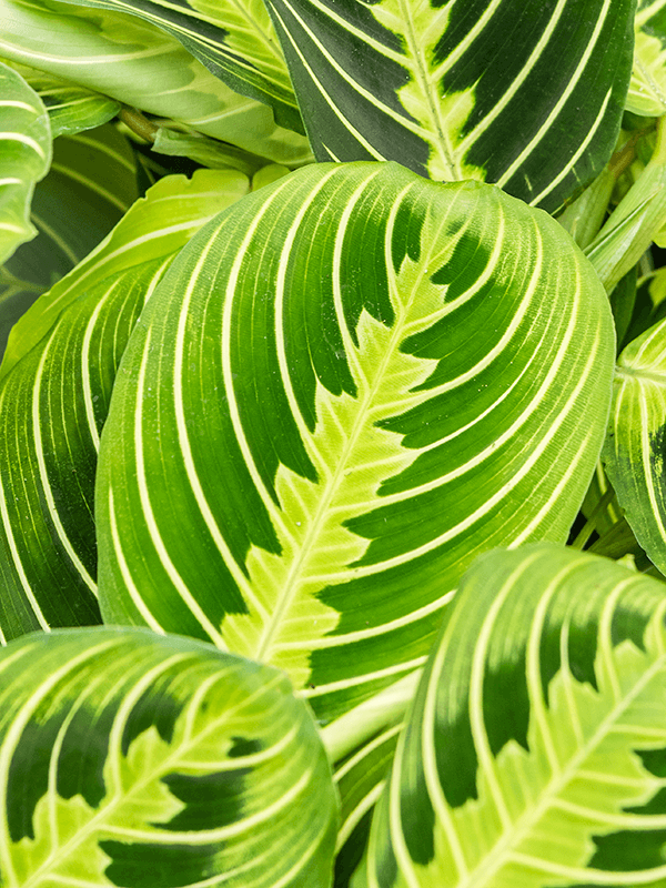 Maranta Lemon Lime - prayer plant Lemon Lime ⌀12cm - Cambridge Bee