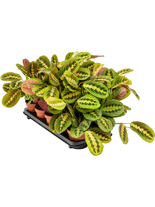 Maranta Leuconeura fascinator - Cambridge Bee