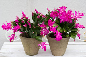 Schlumbergera - Christmas Cactus - Pink ⌀13cm ↑25cm - Cambridge Bee