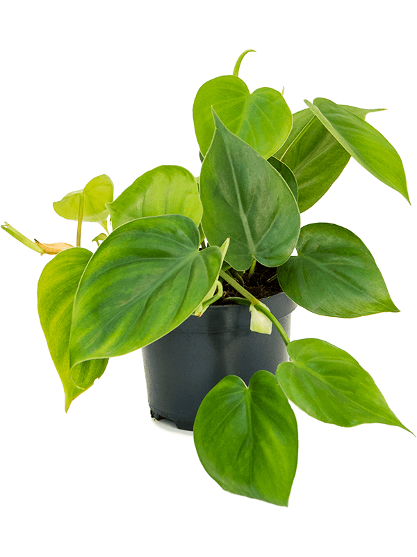 Philodendron Scandens - Heart-leaf philodendron ⌀12cm - Cambridge Bee