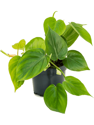 Philodendron Scandens - Heart-leaf philodendron ⌀12cm - Cambridge Bee